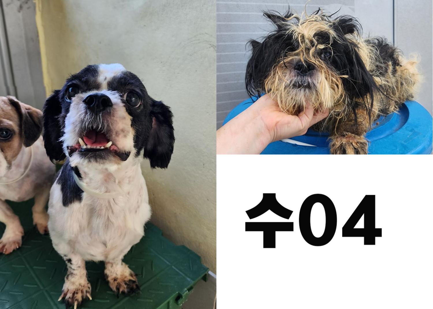 (사)영일동물플러스_447502202300812