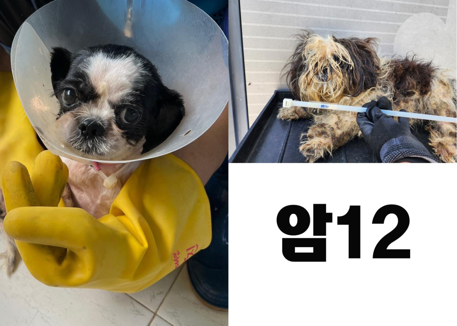 (사)영일동물플러스_447502202300797