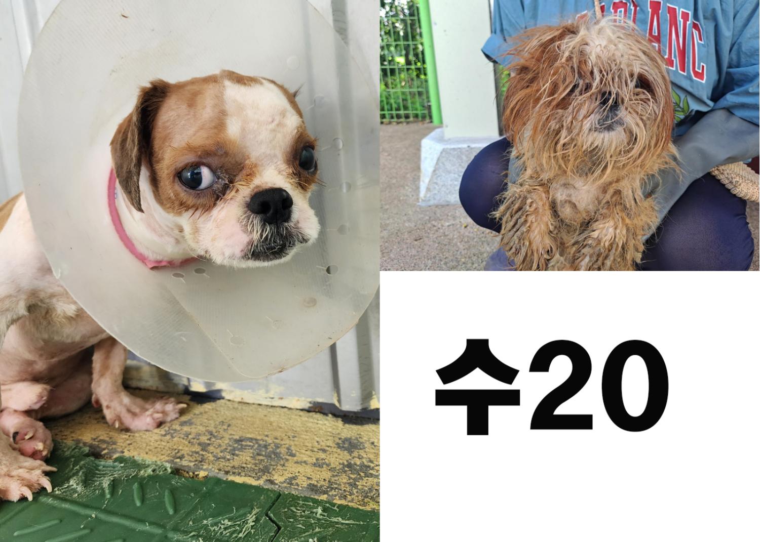 [개] 시츄 경북-포항-2023-00766 유기동물 배경 이미지 입니다.