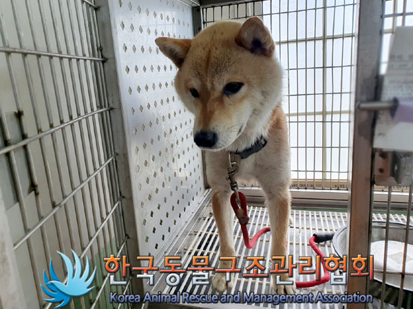 한국동물구조관리협회_441392202300165
