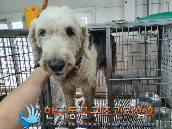 한국동물구조관리협회_441560202300956