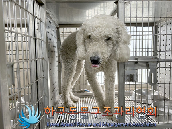 한국동물구조관리협회_441559202300816