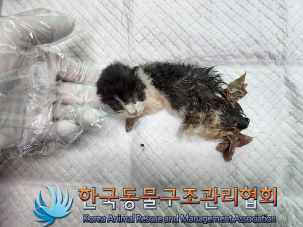 한국동물구조관리협회_441559202300812