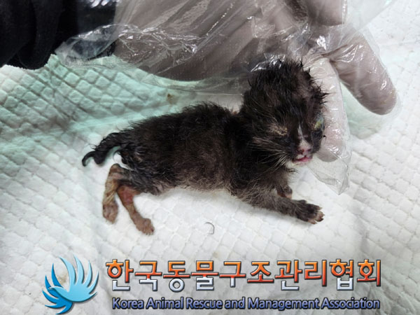 한국동물구조관리협회_441559202300815