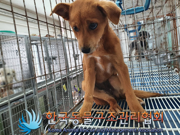 한국동물구조관리협회_441560202300955