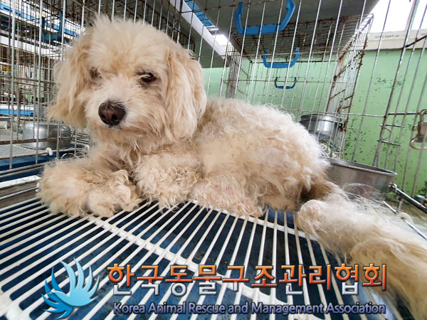 한국동물구조관리협회_441559202300810
