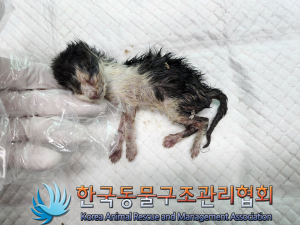 한국동물구조관리협회_441559202300814