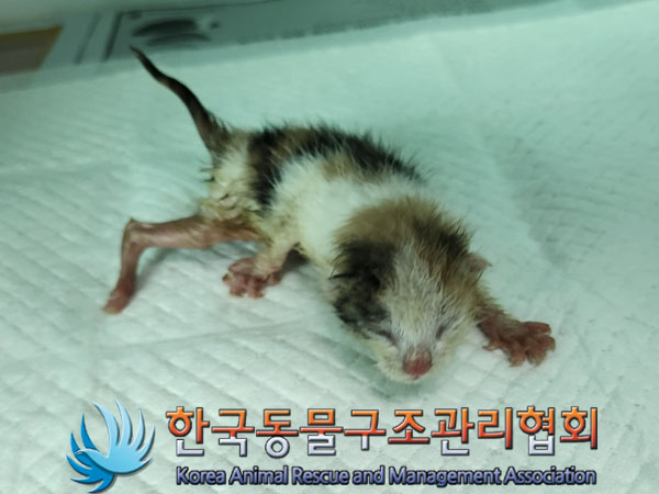 한국동물구조관리협회_411309202300304
