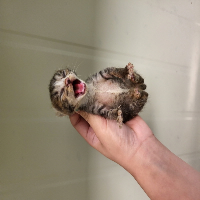 누리동물병원_426338202300302