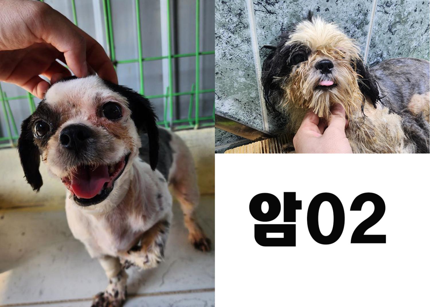 (사)영일동물플러스_447502202300786