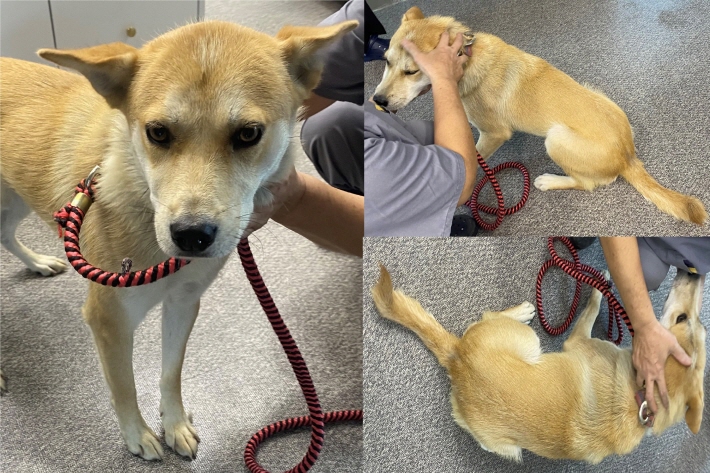 서산시 동물보호센터_444453202300643