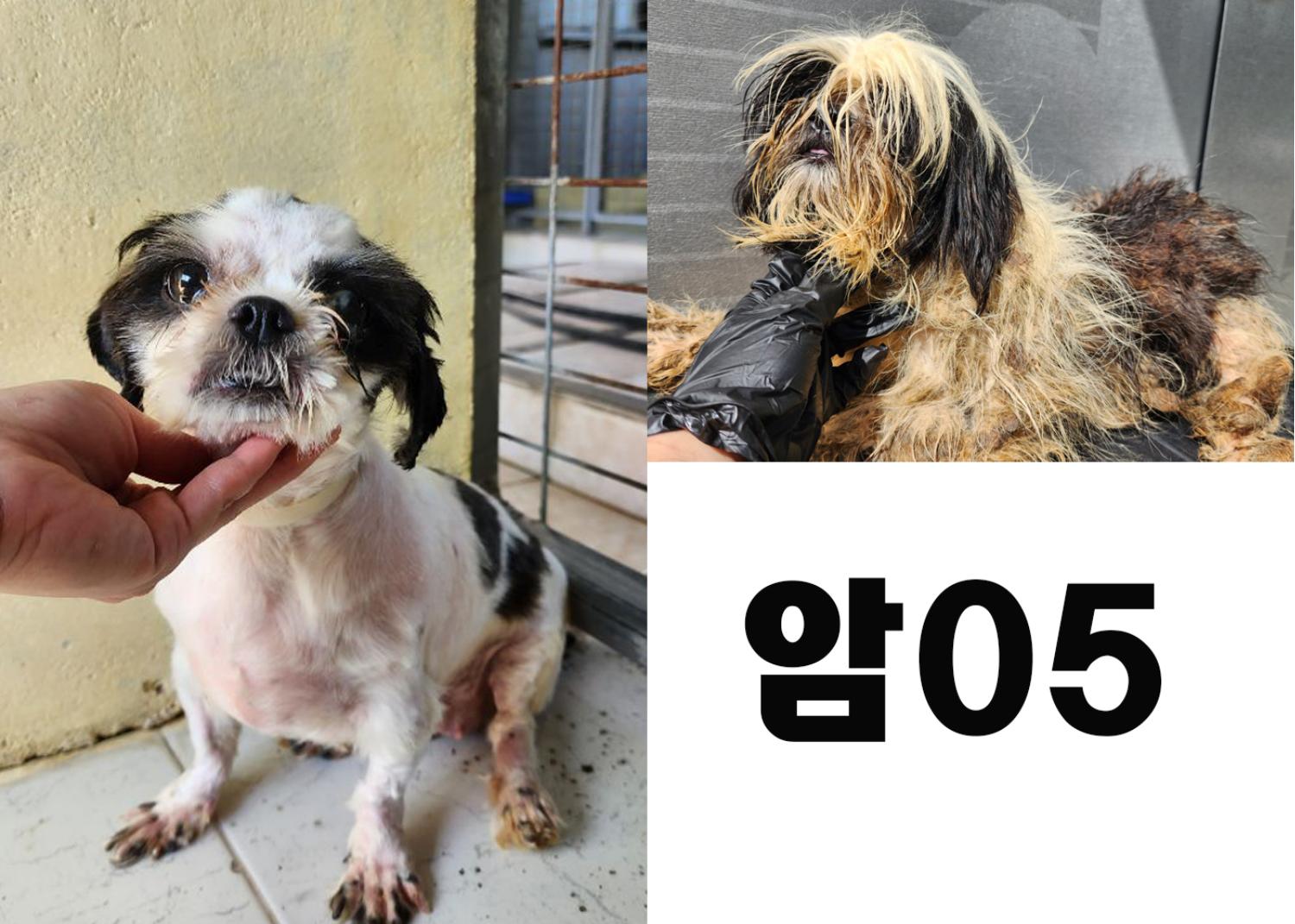 (사)영일동물플러스_447502202300789