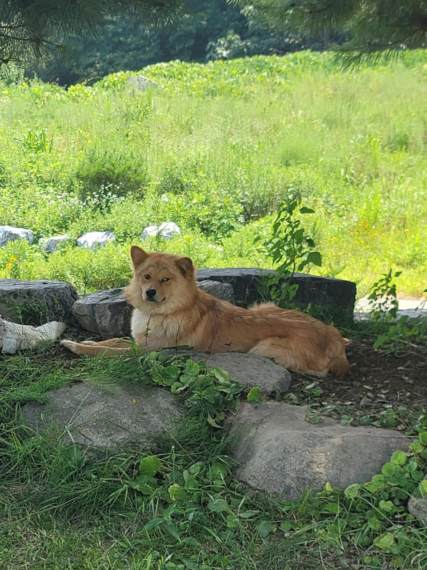 증평 가정견 훈련소_443445202300471