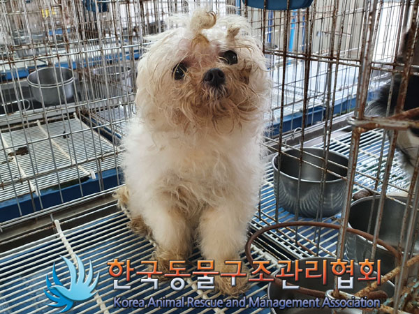한국동물구조관리협회_441382202300513