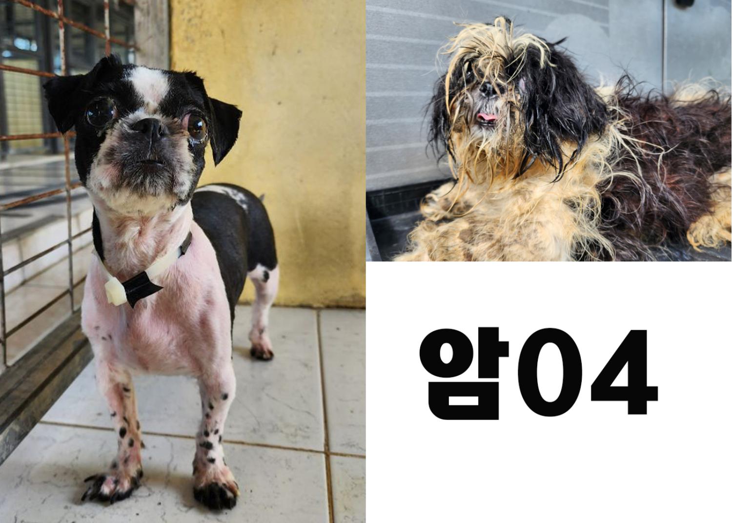 (사)영일동물플러스_447502202300788