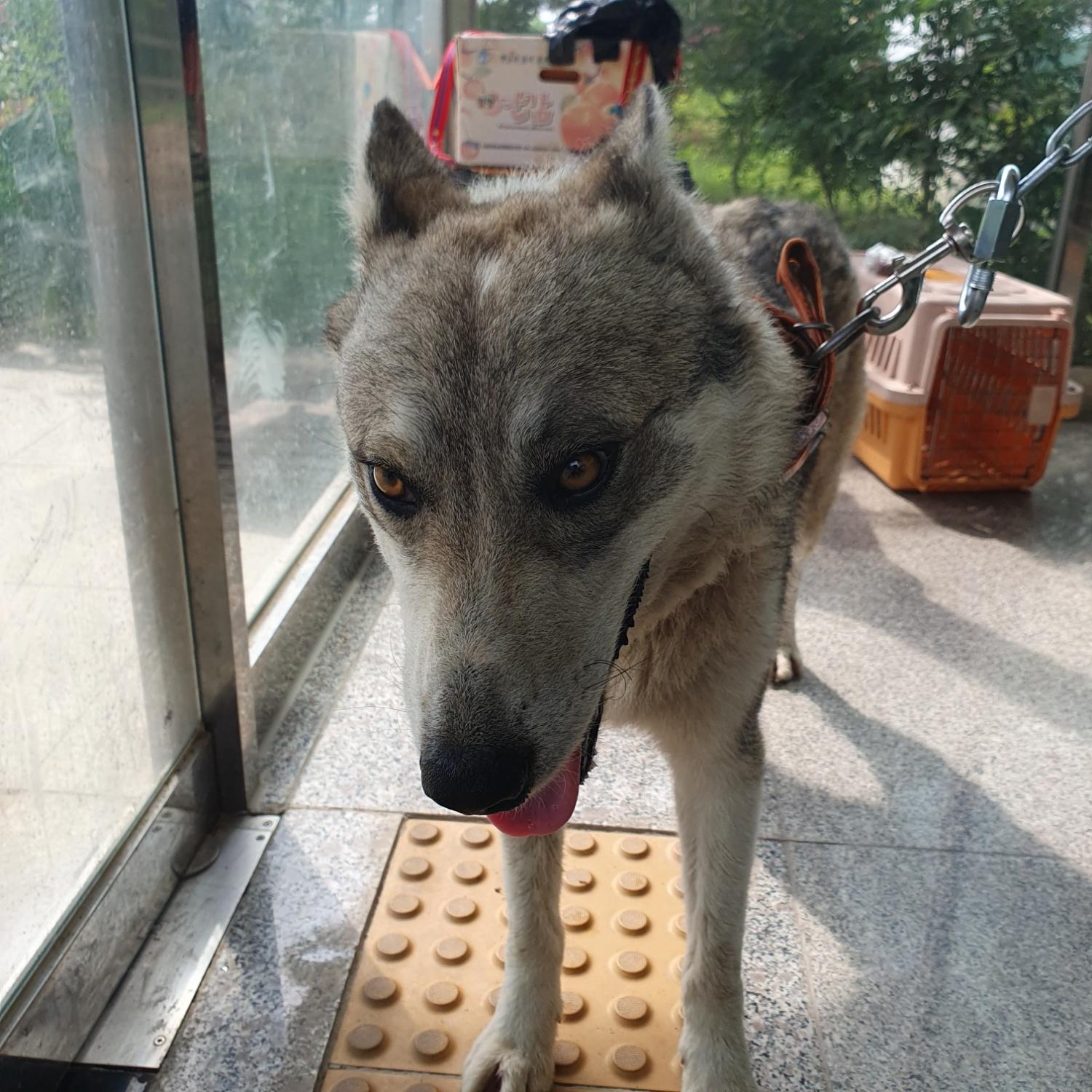 구미시 동물보호센터_447508202300813
