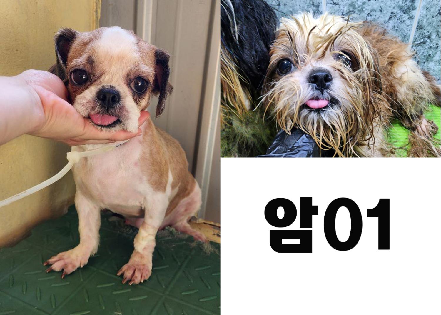 (사)영일동물플러스_447502202300785