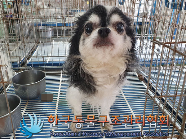 한국동물구조관리협회_441382202300514