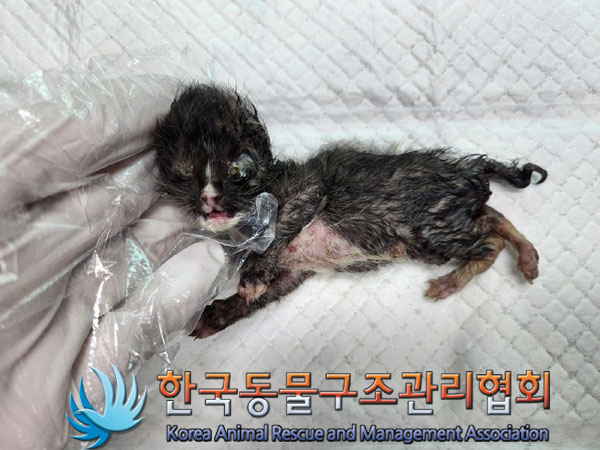 한국동물구조관리협회_441559202300813