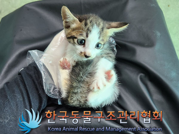 한국동물구조관리협회_441560202300954