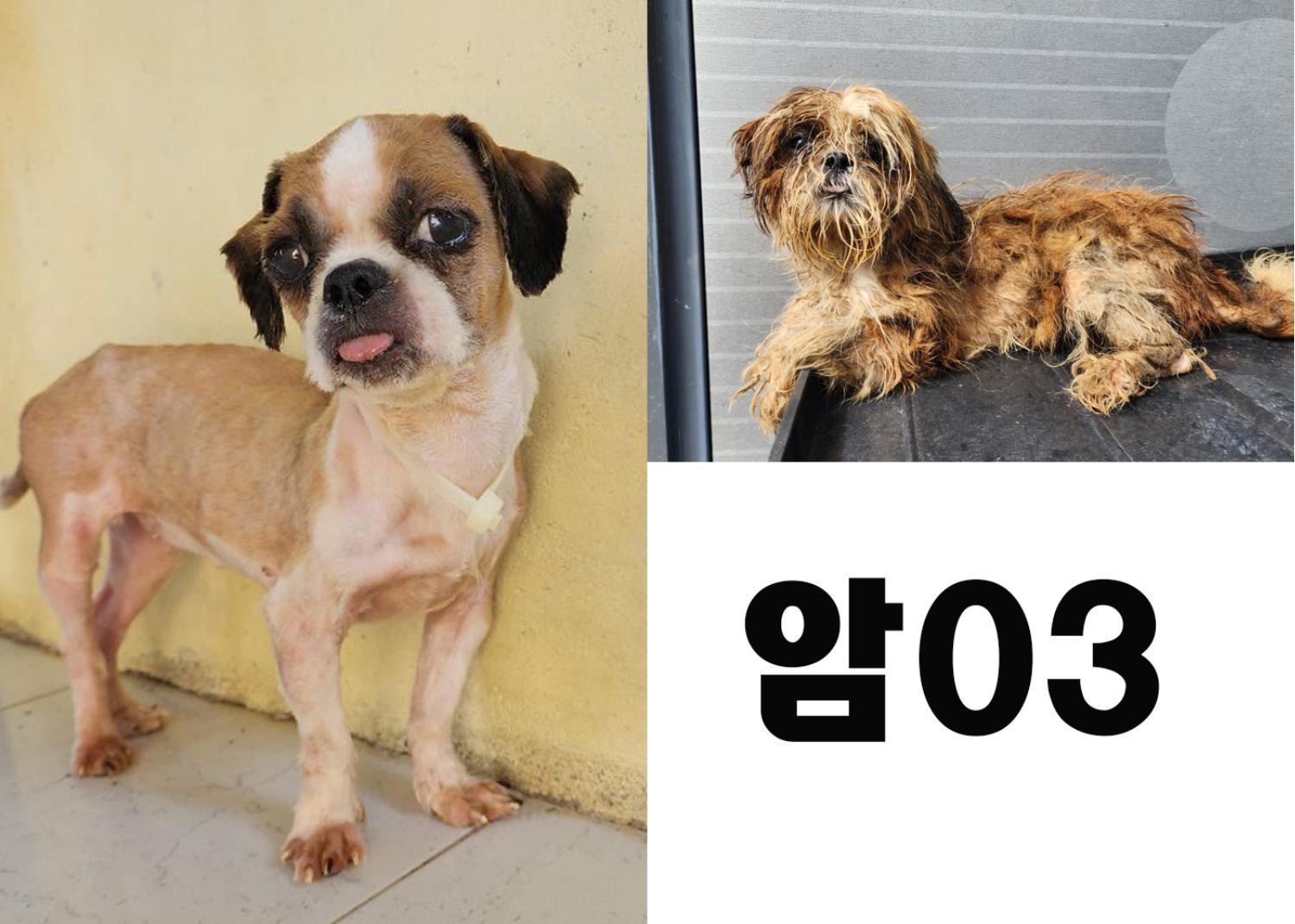 (사)영일동물플러스_447502202300787