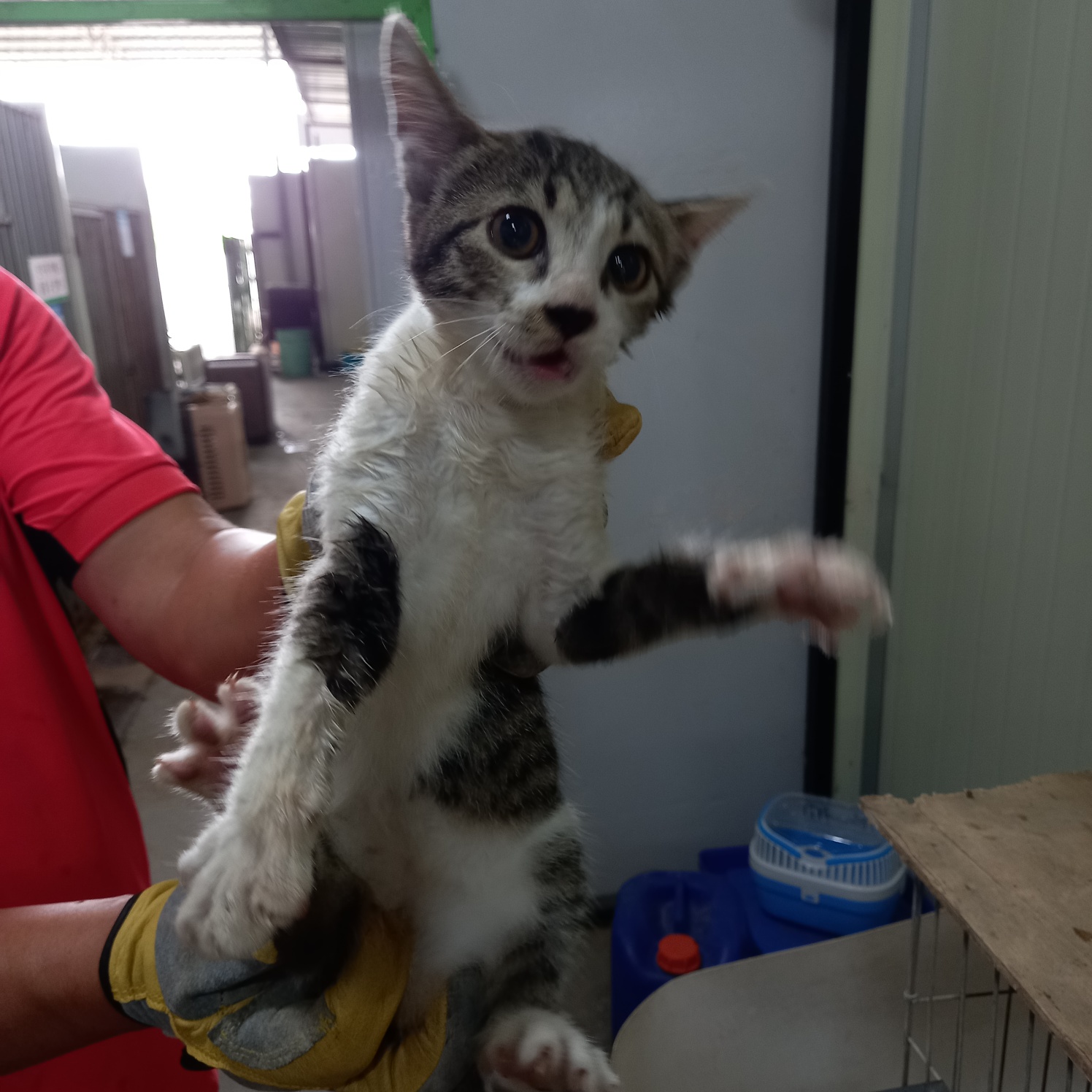 평택시유기동물보호소_441391202301800