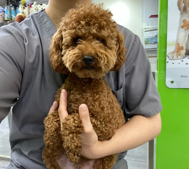 펫앤쉘터동물병원_441378202301378