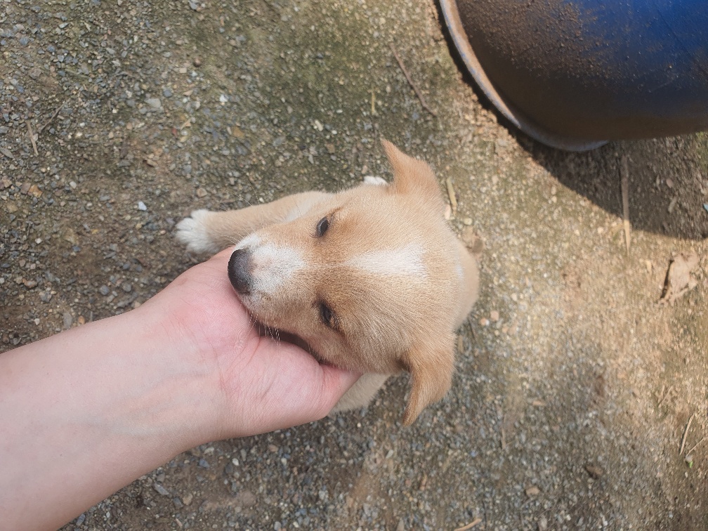 단양군유기동물보호소_443448202300114