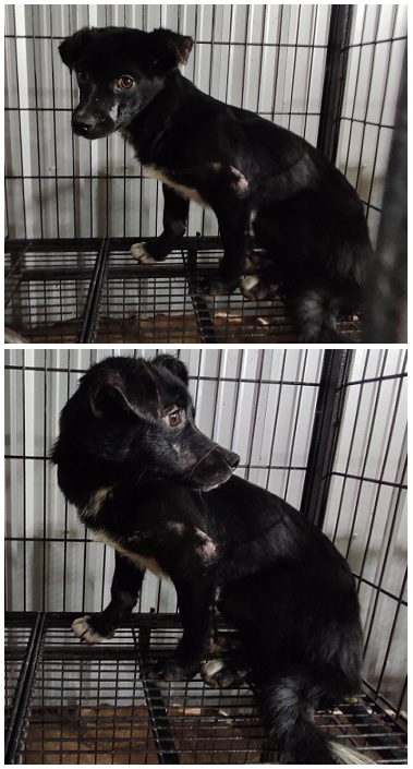 무안군유기동물보호소_446495202300226