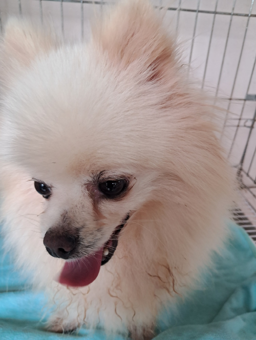 유기동물및관리협회_448535202301146