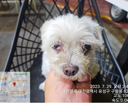 대전동물보호센터_430367202300453