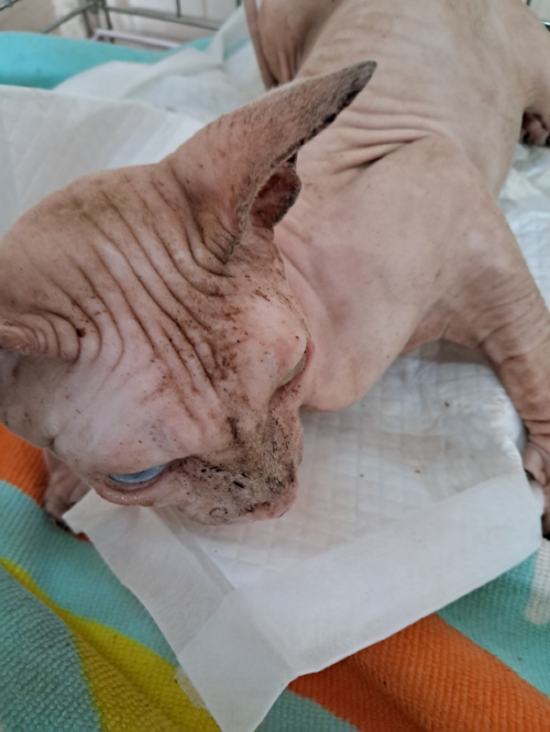 유기동물및관리협회_448535202301148