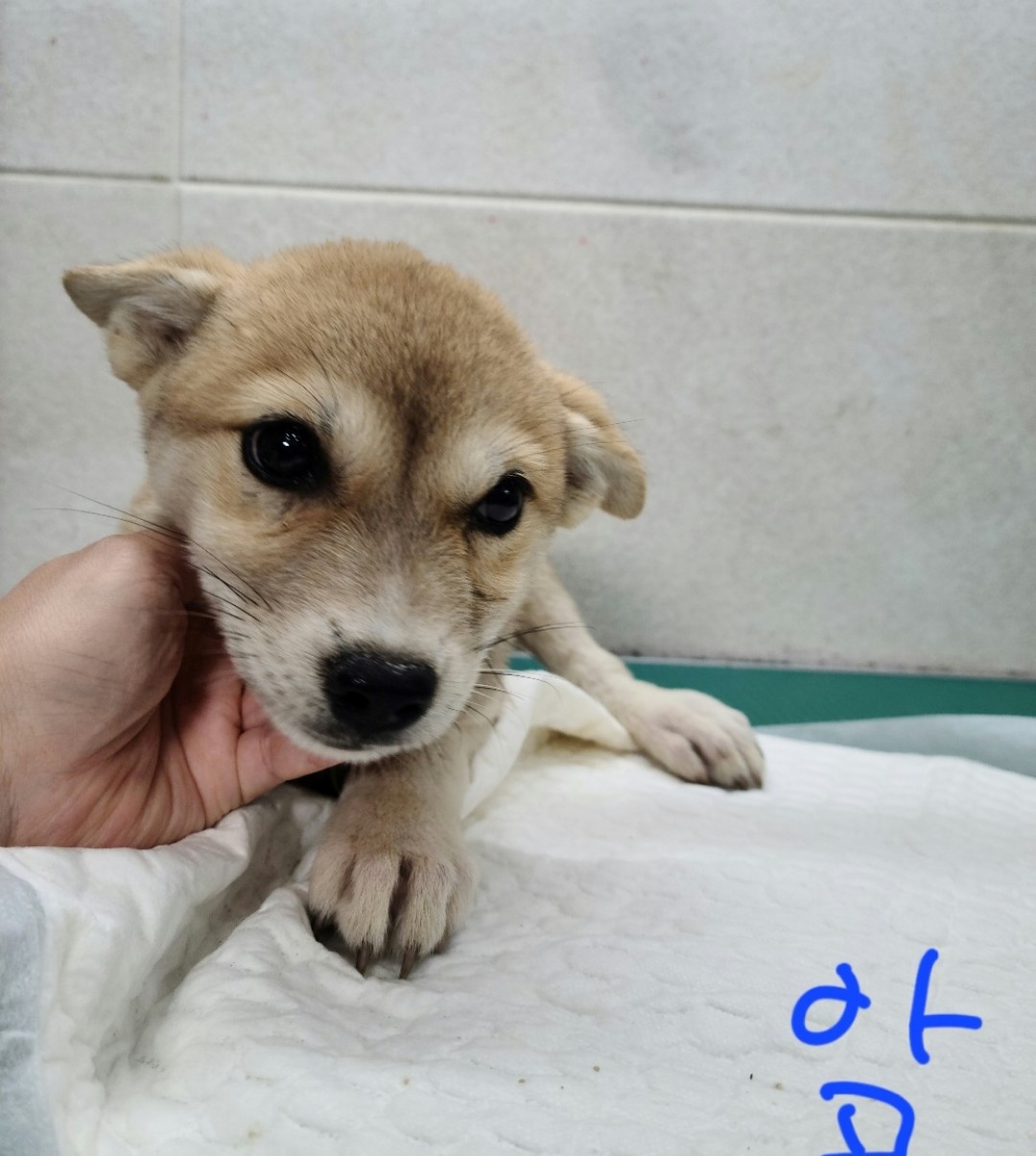 옥천동물병원_443443202300474