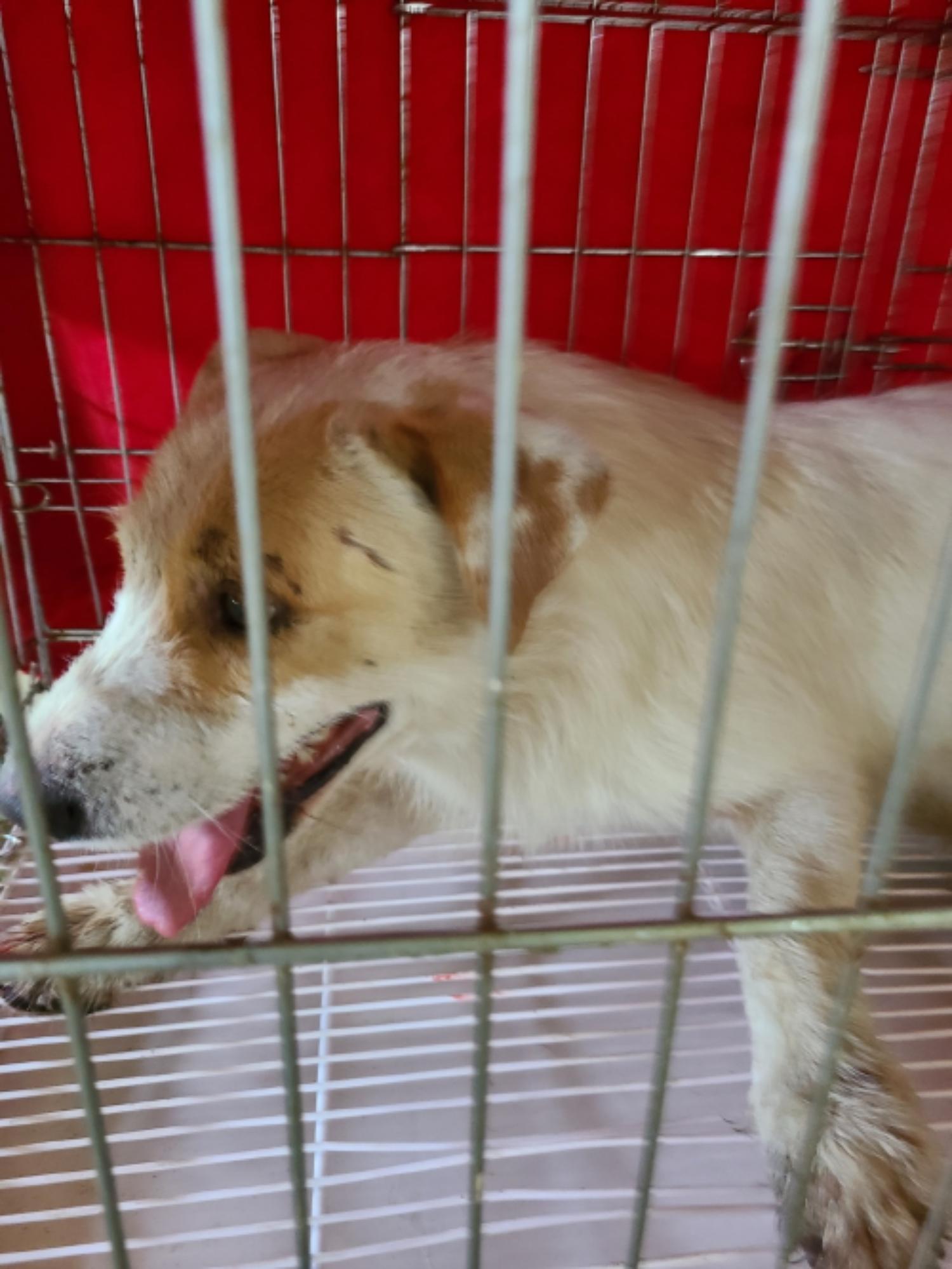 유기동물및관리협회_448535202301160