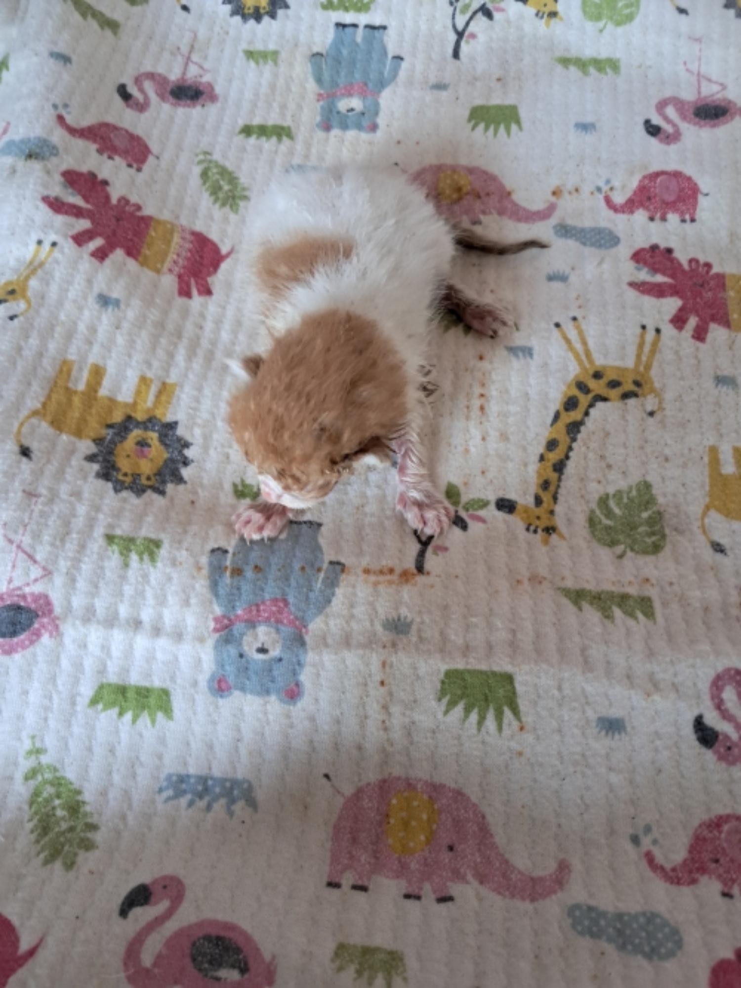 유기동물및관리협회_448535202301158