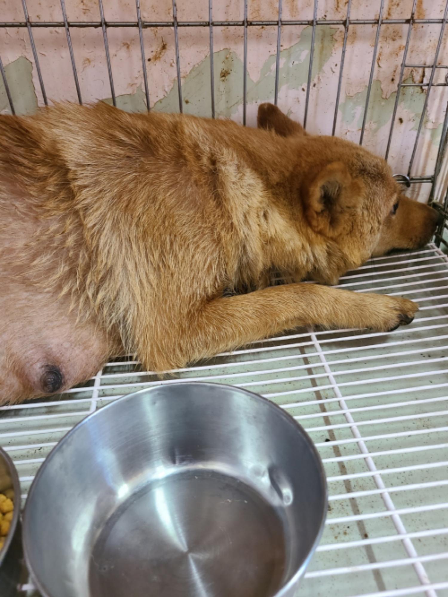 유기동물및관리협회_448535202301157