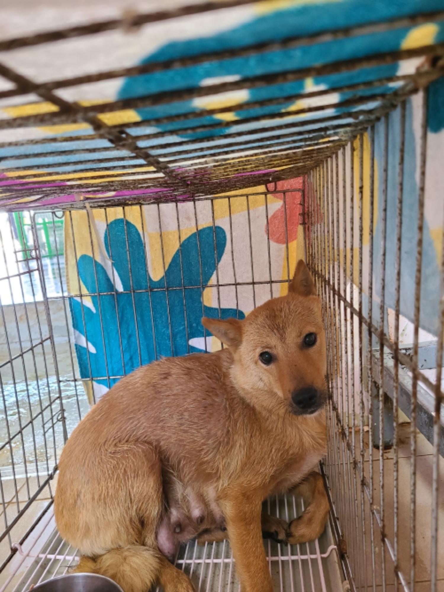 유기동물및관리협회_448535202301155