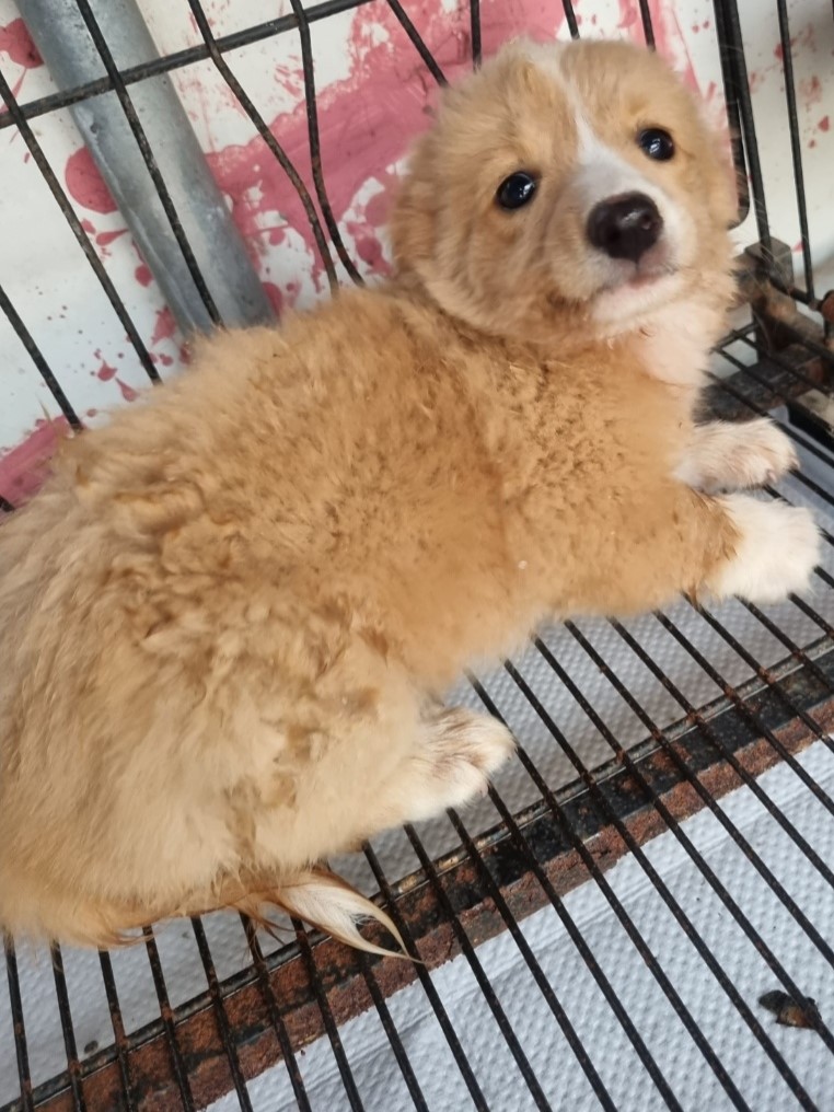 밀양시동물보호센터_448536202301668