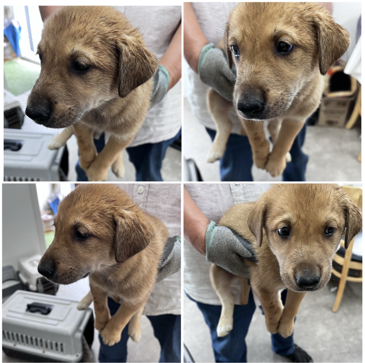 천안시유기동물보호소_444449202301706