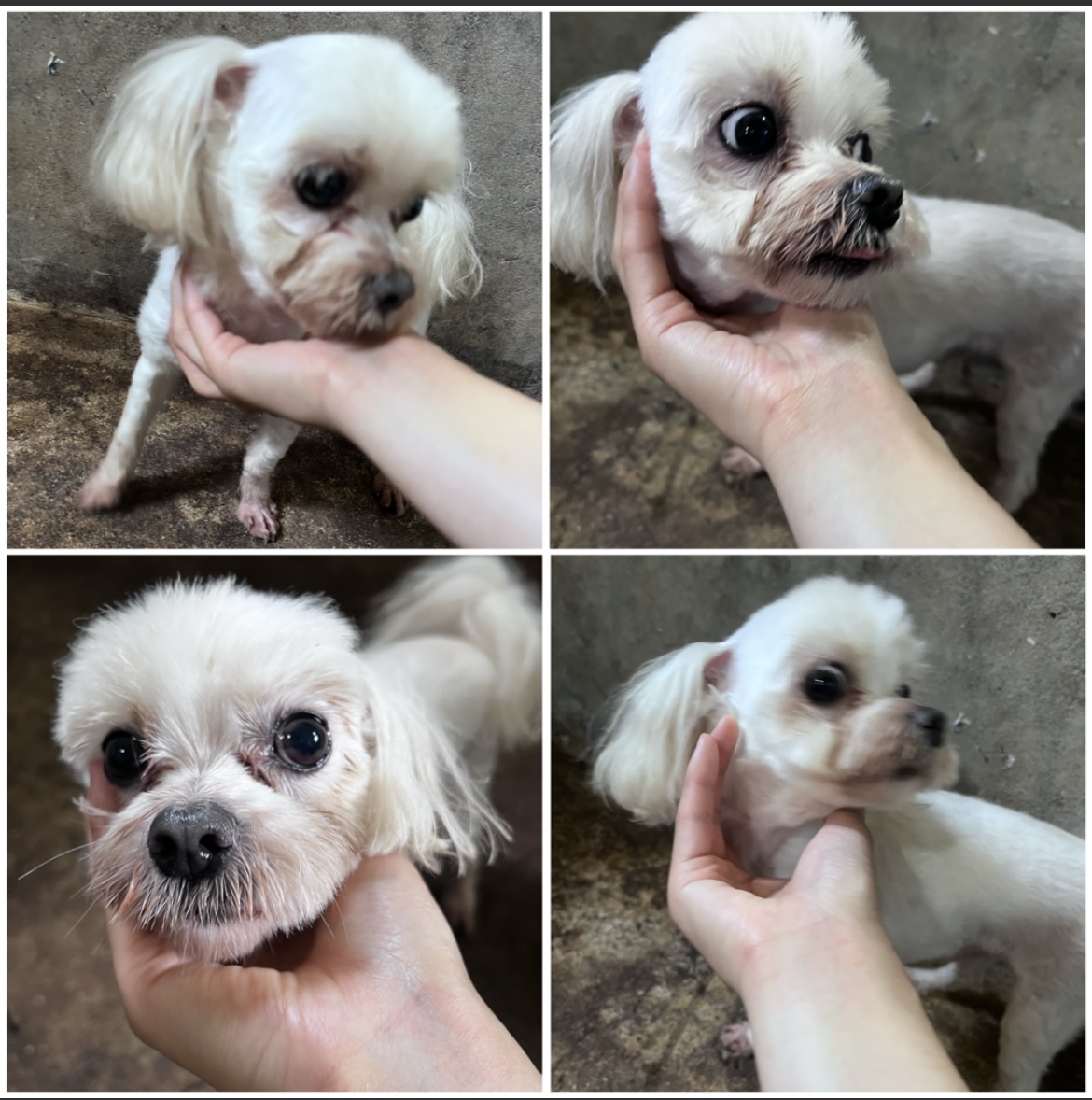 천안시유기동물보호소_444449202301705