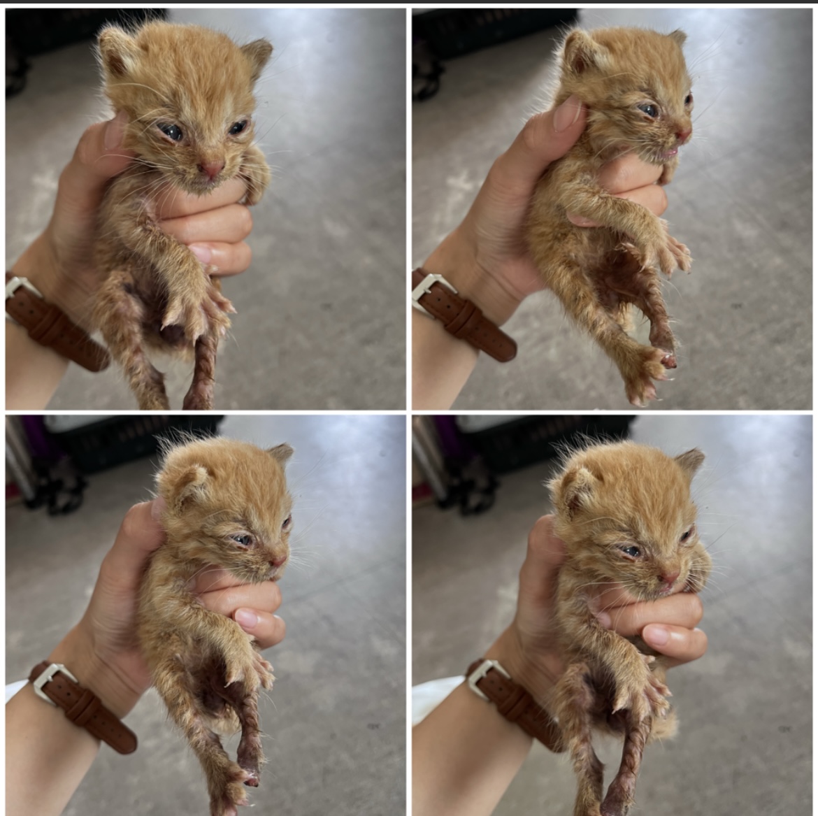 천안시유기동물보호소_444449202301712