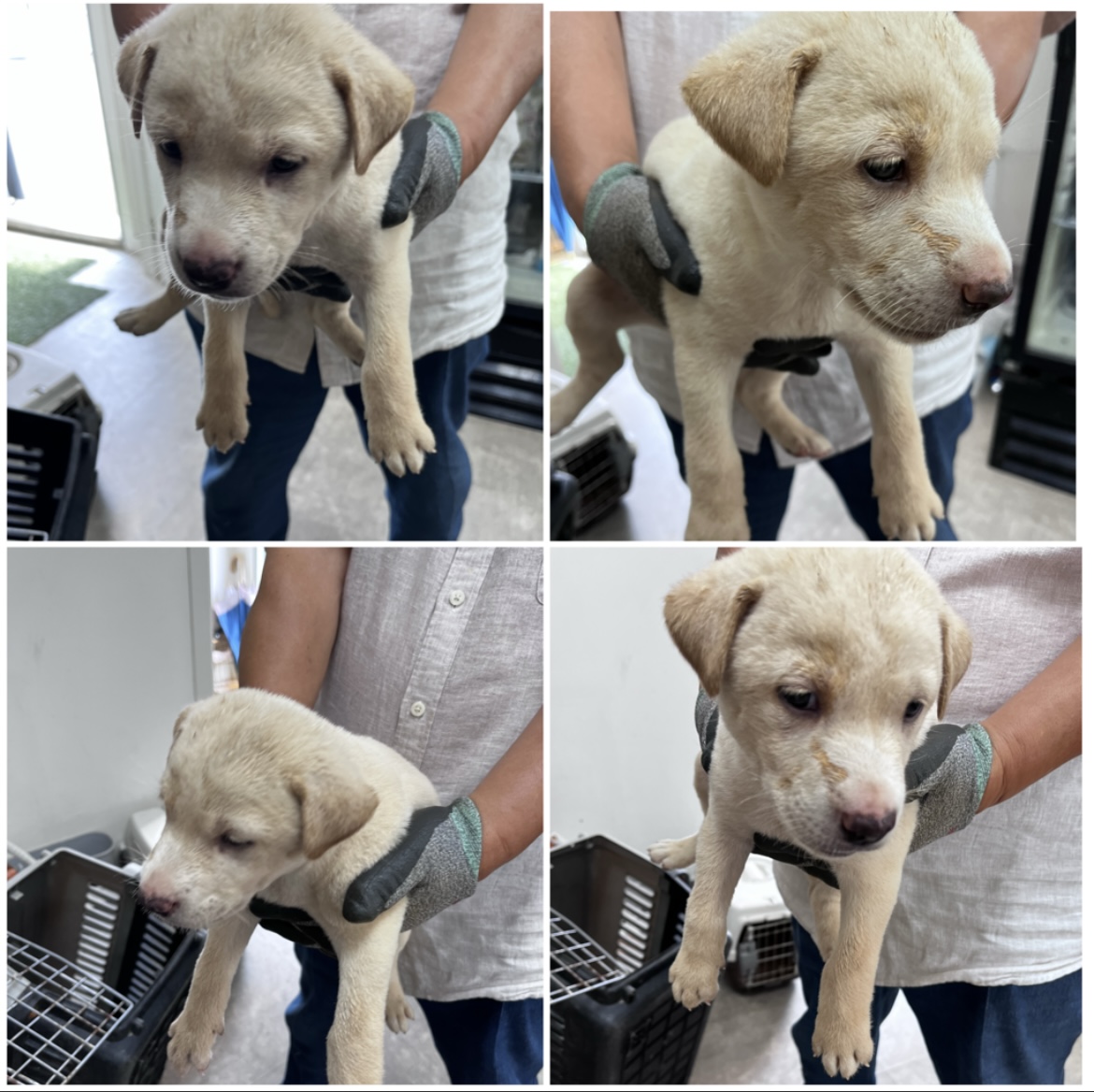 천안시유기동물보호소_444449202301708