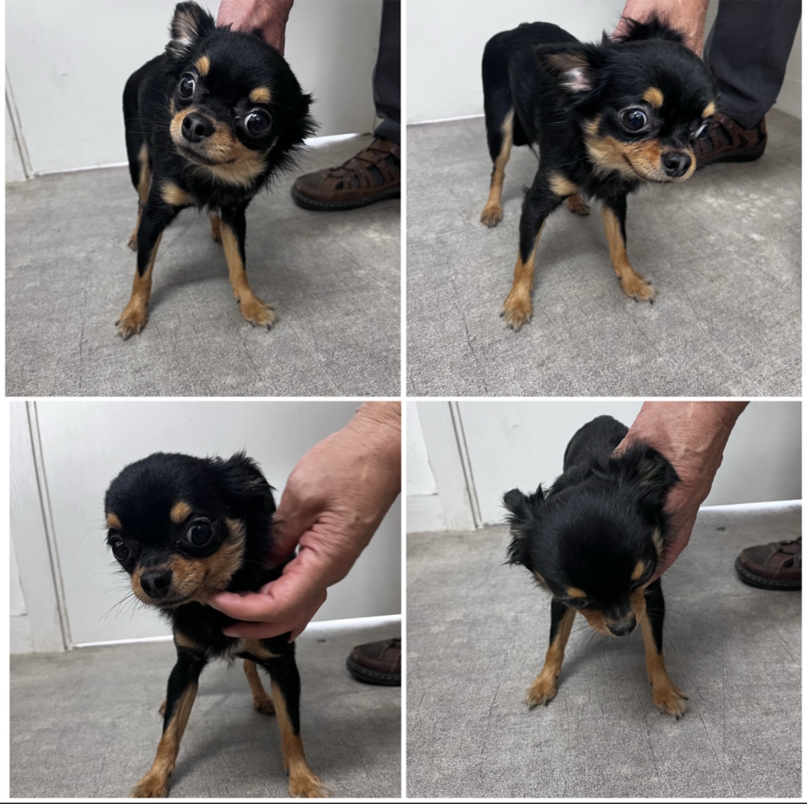 천안시유기동물보호소_444449202301704