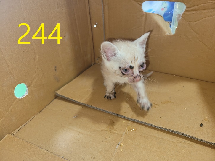 신영재동물병원_428355202300407