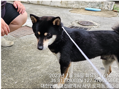 대전동물보호센터_430366202300462