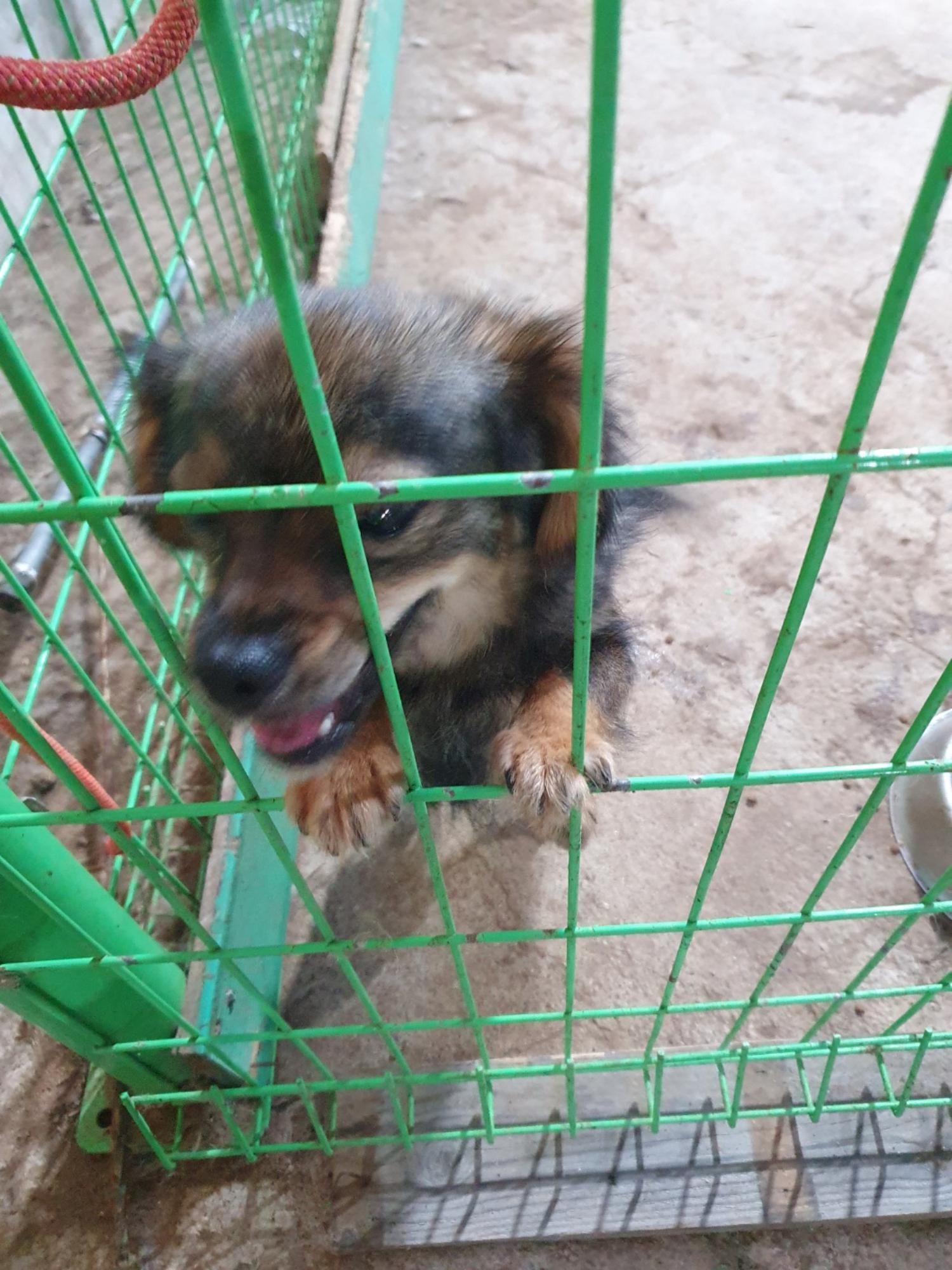 학교동물임시보호센터_446496202300398