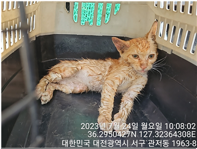 대전동물보호센터_430366202300461