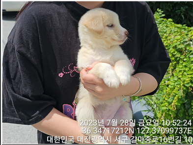 대전동물보호센터_430366202300466