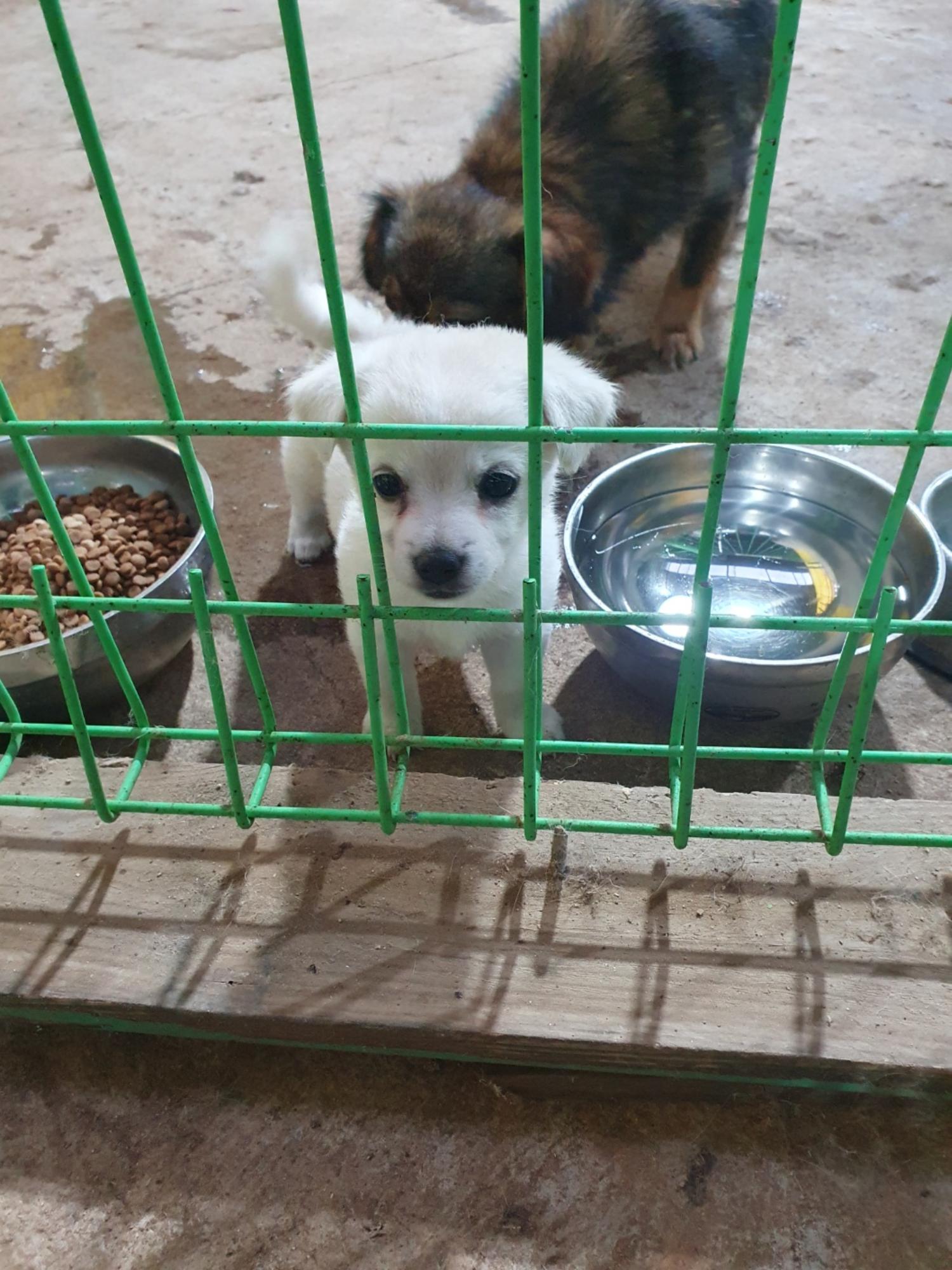 학교동물임시보호센터_446496202300400