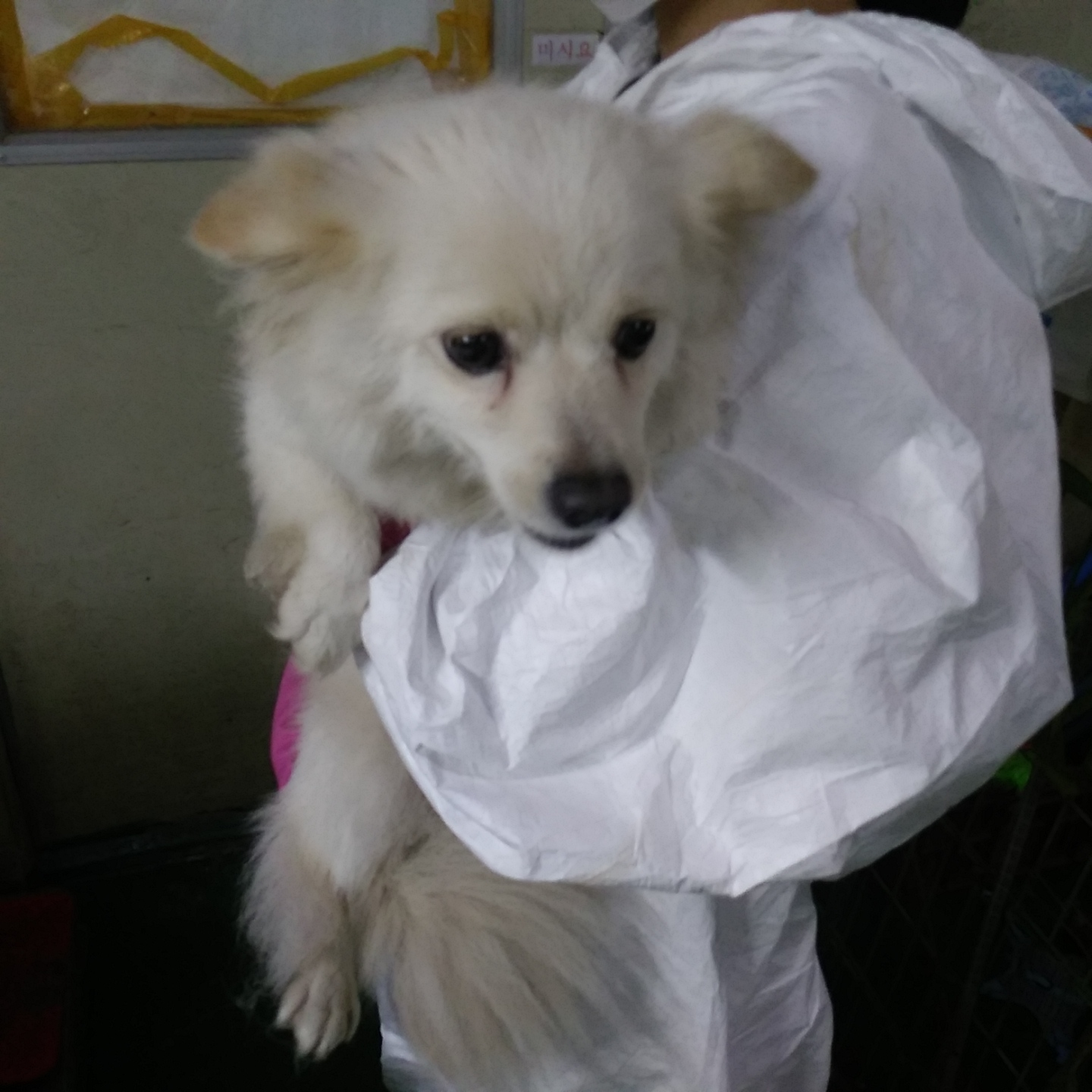 인천광역시수의사회_428353202300892